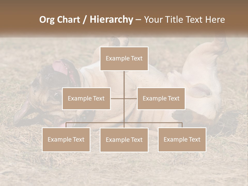 Humor Shows Adorable PowerPoint Template