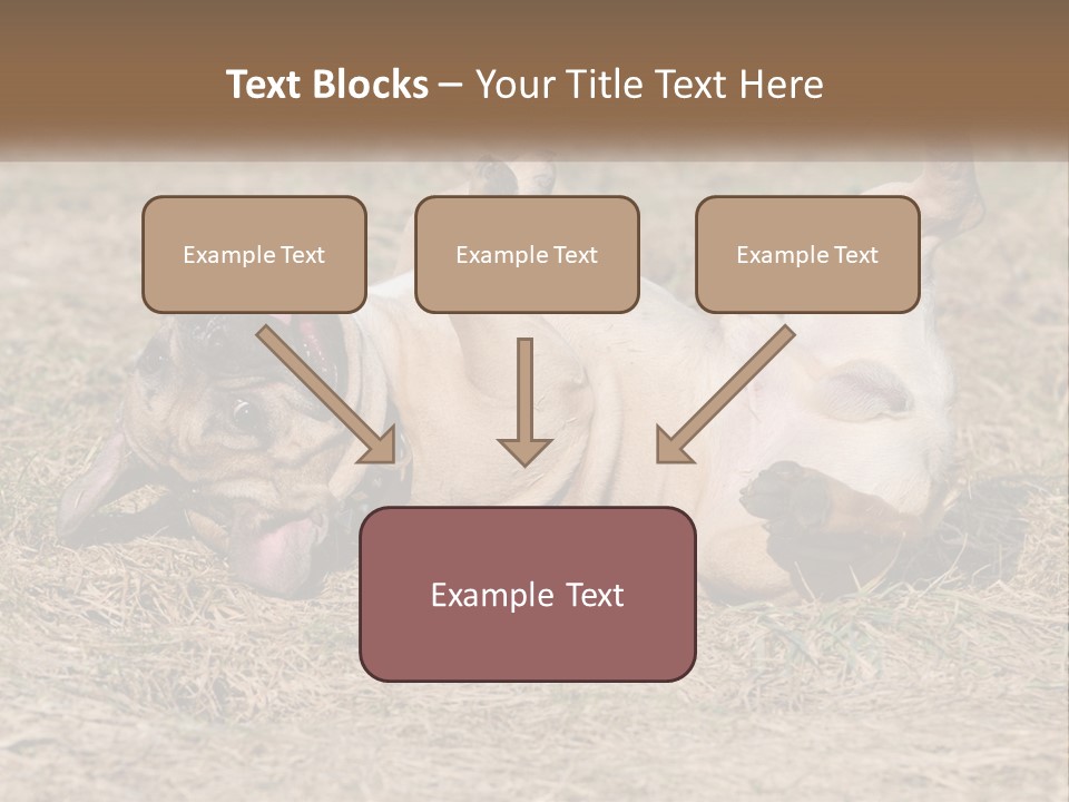 Humor Shows Adorable PowerPoint Template