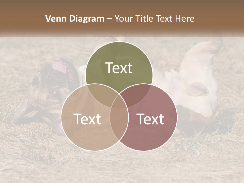 Humor Shows Adorable PowerPoint Template