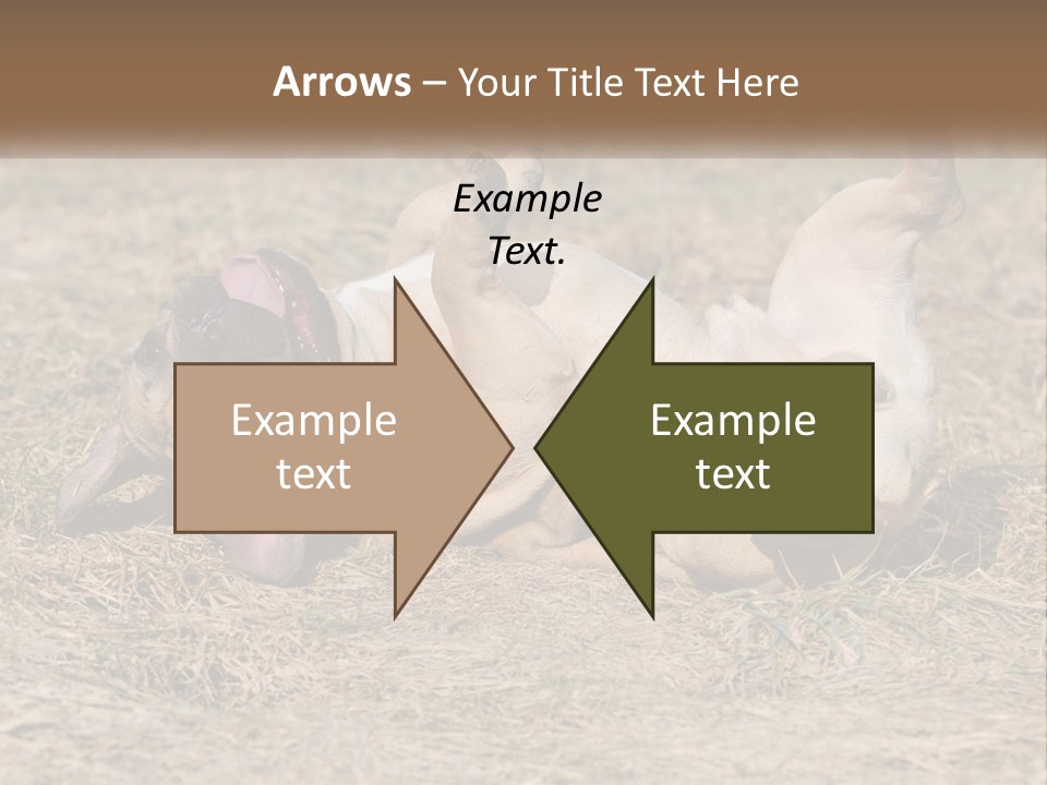 Humor Shows Adorable PowerPoint Template