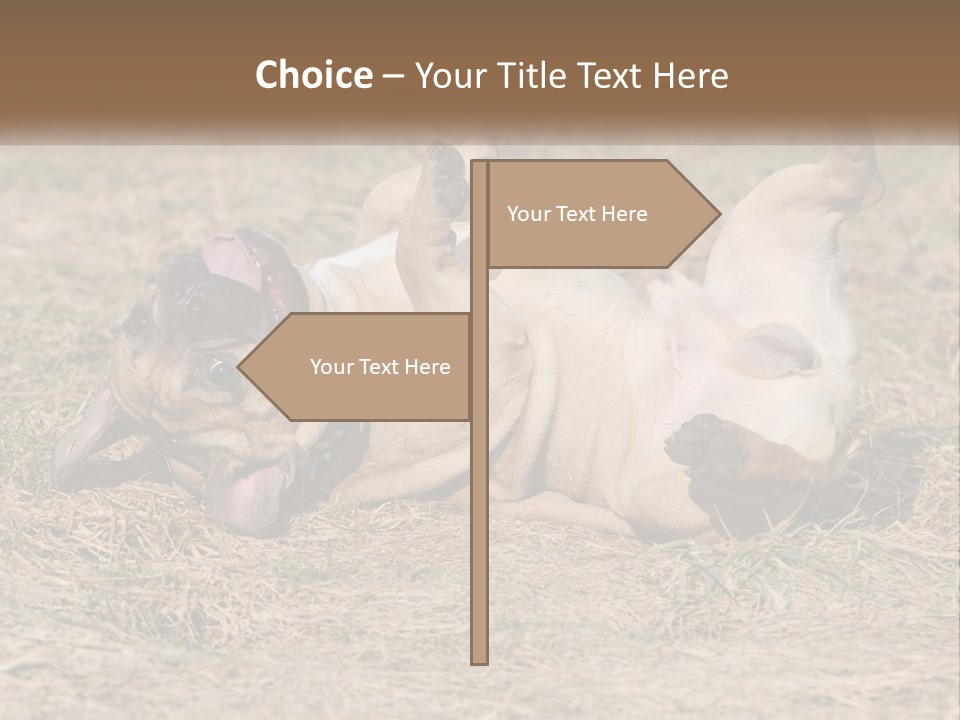 Humor Shows Adorable PowerPoint Template