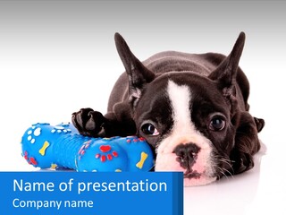 Cute Dog Adorable PowerPoint Template