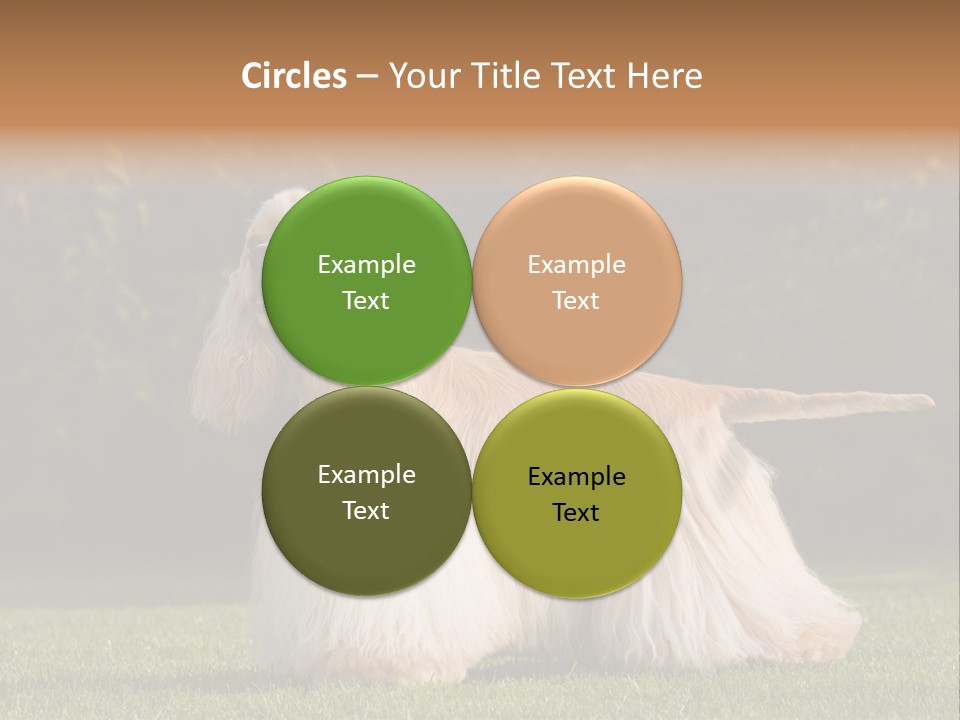 Outdoor American Beauty PowerPoint Template