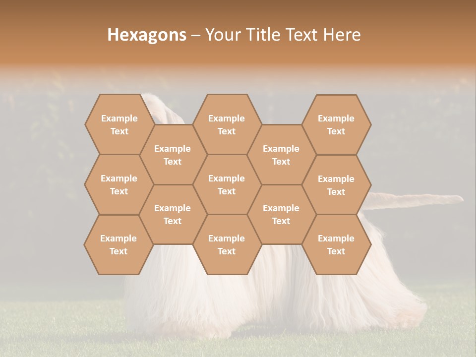 Outdoor American Beauty PowerPoint Template