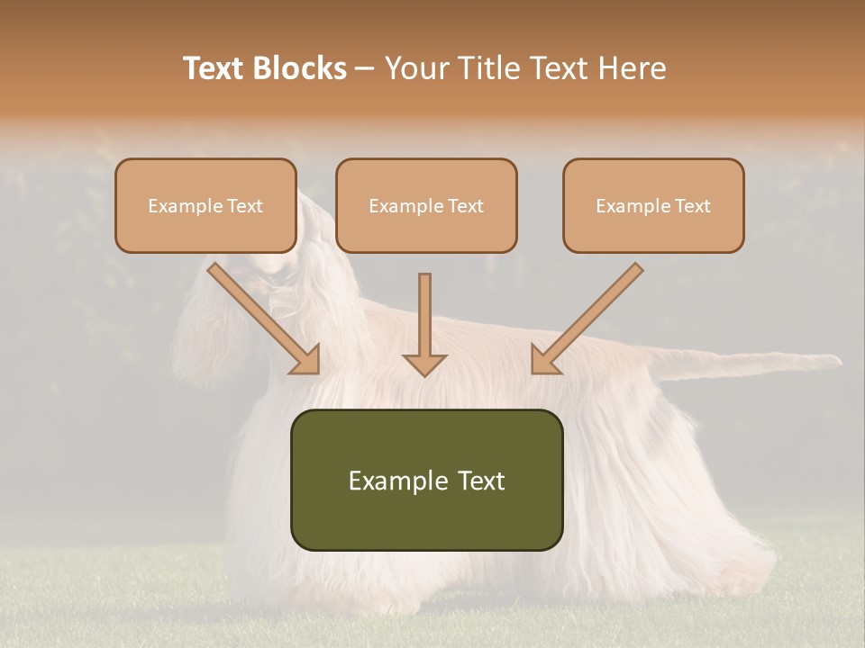 Outdoor American Beauty PowerPoint Template