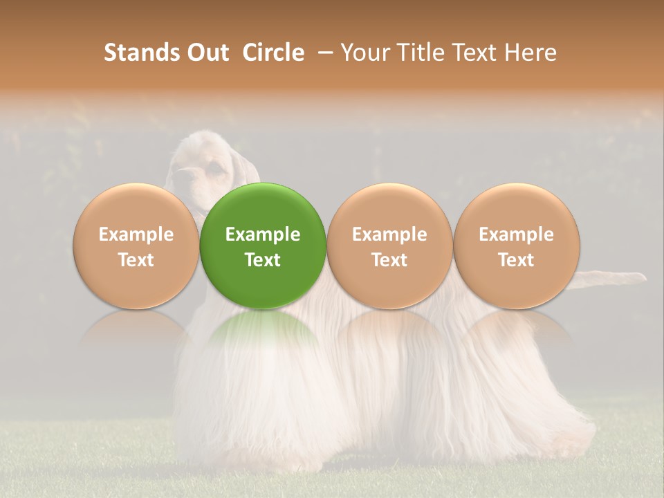 Outdoor American Beauty PowerPoint Template