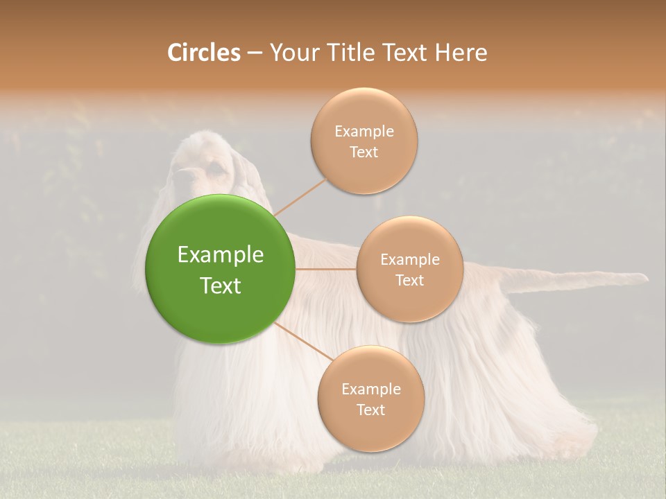 Outdoor American Beauty PowerPoint Template