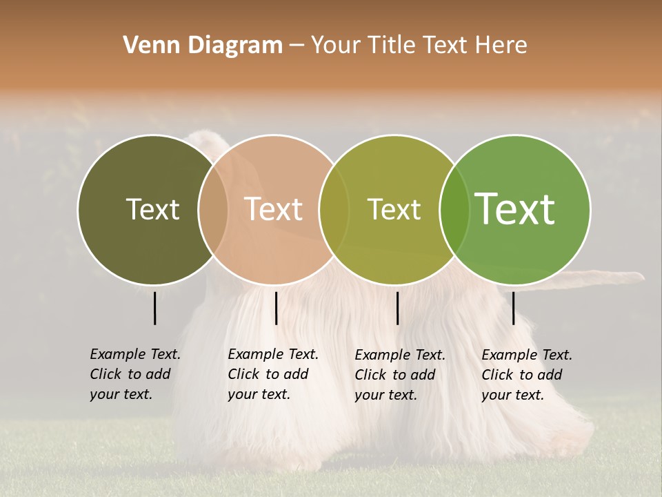 Outdoor American Beauty PowerPoint Template