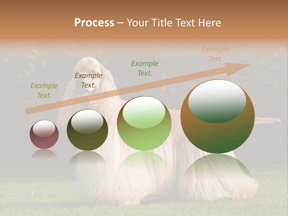 Outdoor American Beauty PowerPoint Template