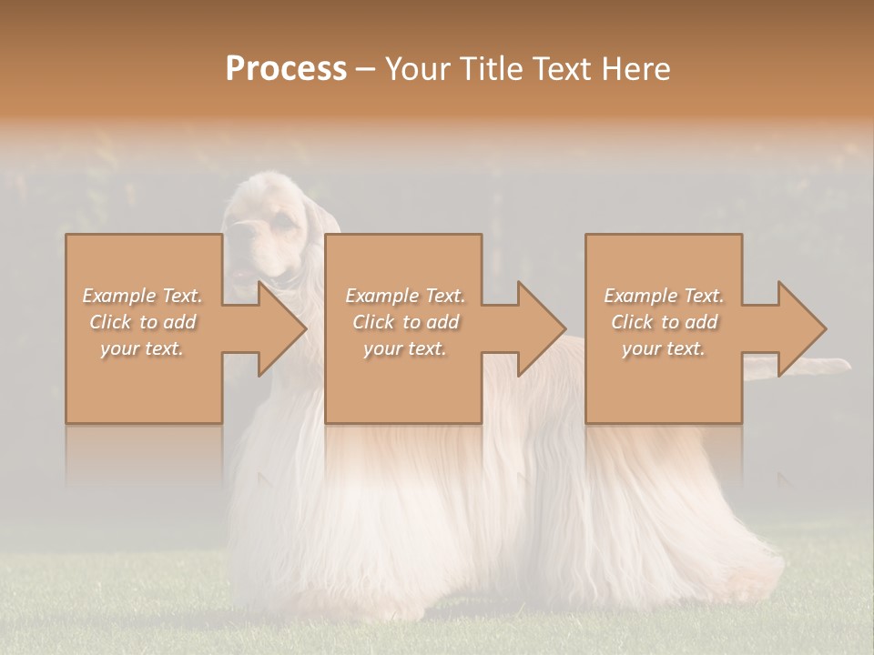 Outdoor American Beauty PowerPoint Template