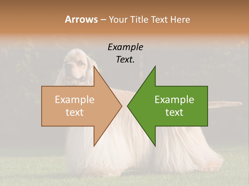 Outdoor American Beauty PowerPoint Template