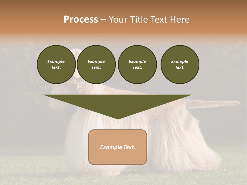 Outdoor American Beauty PowerPoint Template