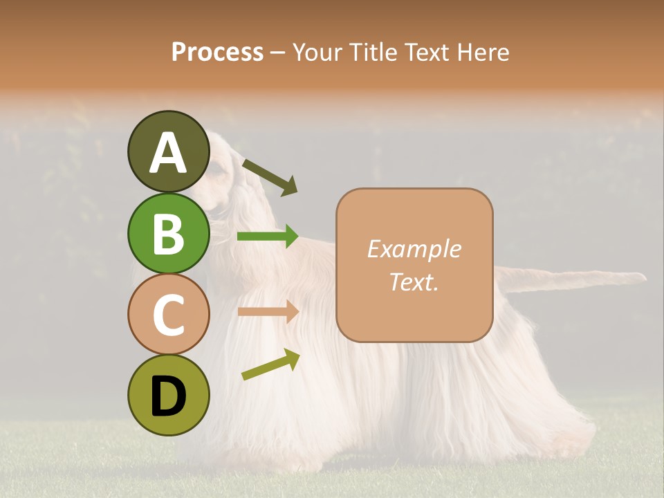 Outdoor American Beauty PowerPoint Template