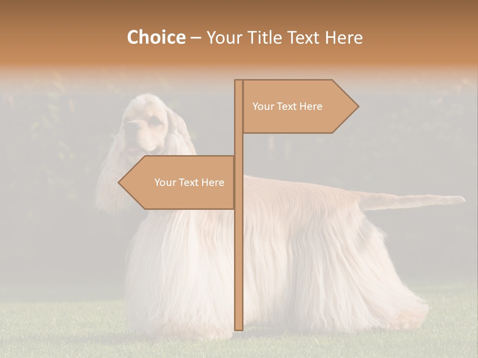 Outdoor American Beauty PowerPoint Template