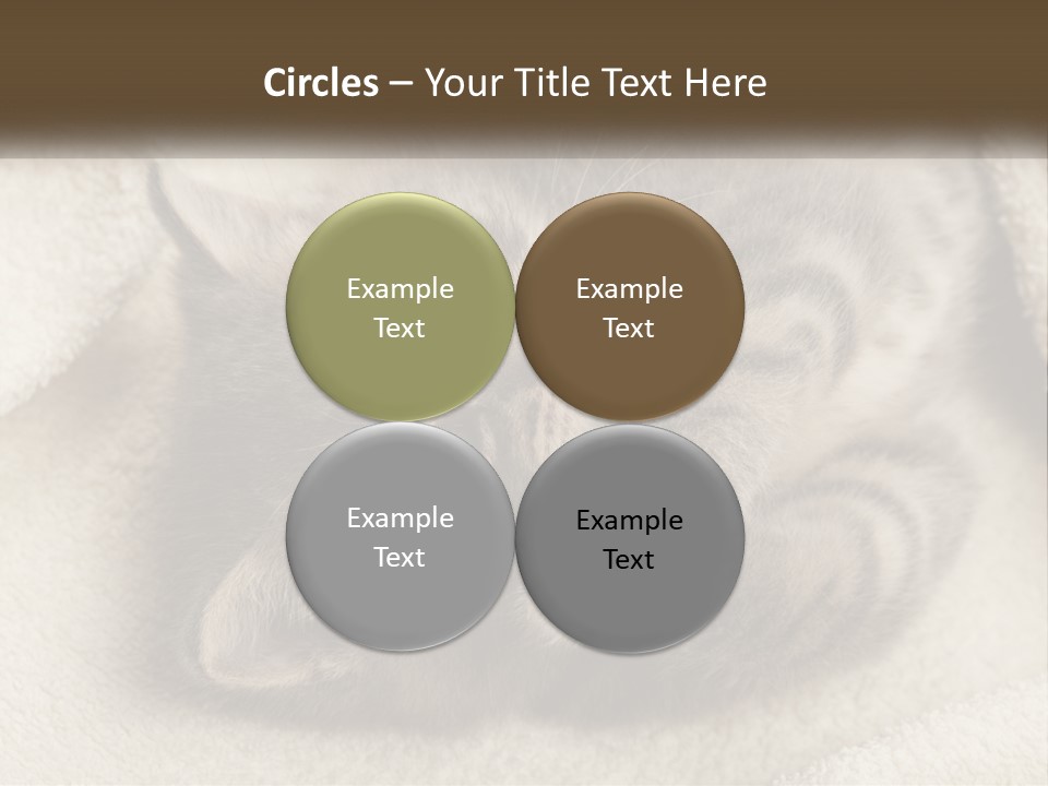 Whiskers Feline Charming PowerPoint Template