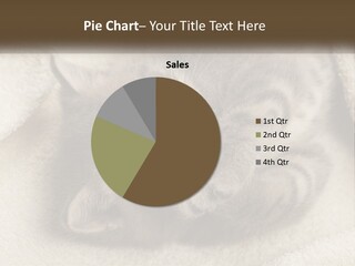 Whiskers Feline Charming PowerPoint Template