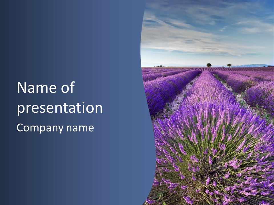 Blooming Lavender Scenic PowerPoint Template