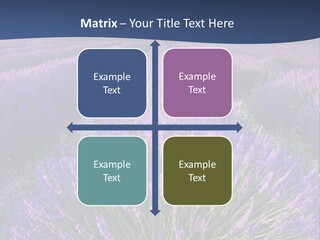 Blooming Lavender Scenic PowerPoint Template