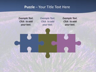 Blooming Lavender Scenic PowerPoint Template