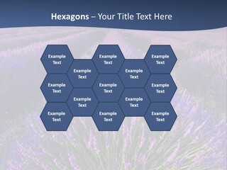Blooming Lavender Scenic PowerPoint Template
