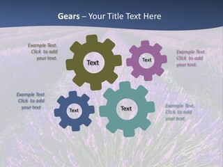 Blooming Lavender Scenic PowerPoint Template