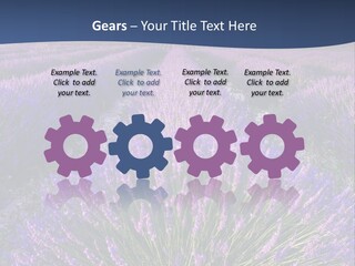 Blooming Lavender Scenic PowerPoint Template