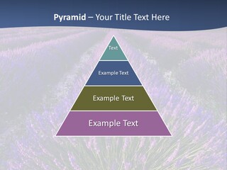 Blooming Lavender Scenic PowerPoint Template