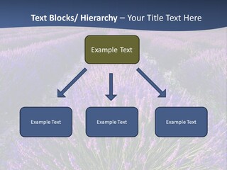 Blooming Lavender Scenic PowerPoint Template