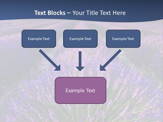 Blooming Lavender Scenic PowerPoint Template