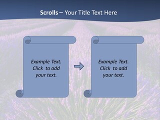 Blooming Lavender Scenic PowerPoint Template