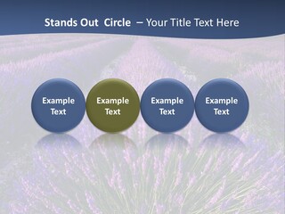 Blooming Lavender Scenic PowerPoint Template