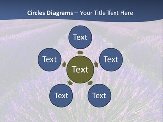 Blooming Lavender Scenic PowerPoint Template