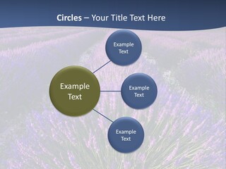 Blooming Lavender Scenic PowerPoint Template