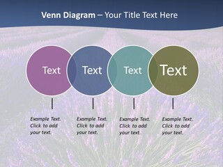 Blooming Lavender Scenic PowerPoint Template