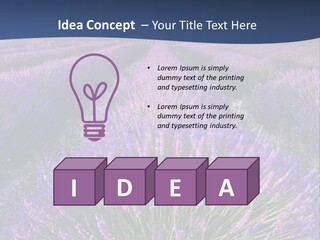 Blooming Lavender Scenic PowerPoint Template
