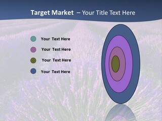Blooming Lavender Scenic PowerPoint Template
