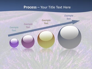 Blooming Lavender Scenic PowerPoint Template