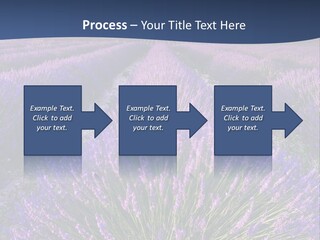 Blooming Lavender Scenic PowerPoint Template