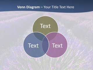 Blooming Lavender Scenic PowerPoint Template