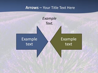 Blooming Lavender Scenic PowerPoint Template