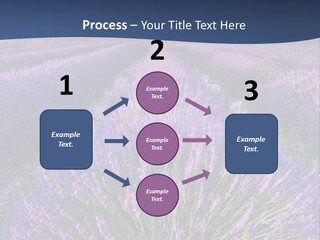 Blooming Lavender Scenic PowerPoint Template