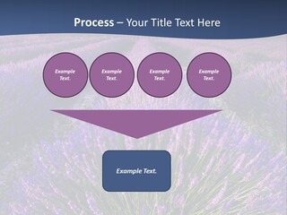 Blooming Lavender Scenic PowerPoint Template