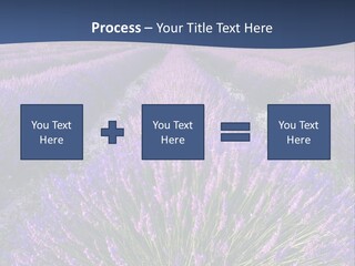 Blooming Lavender Scenic PowerPoint Template