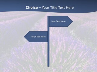 Blooming Lavender Scenic PowerPoint Template