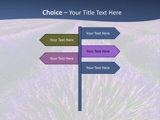 Blooming Lavender Scenic PowerPoint Template