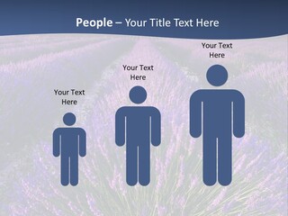 Blooming Lavender Scenic PowerPoint Template