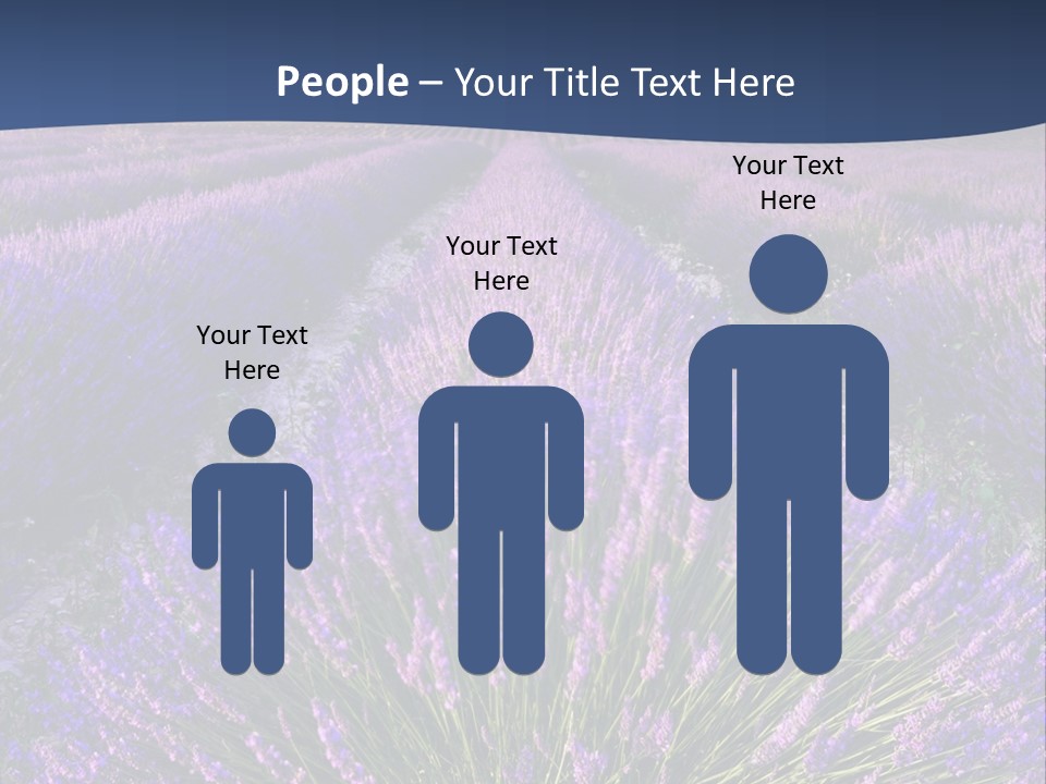 Blooming Lavender Scenic PowerPoint Template