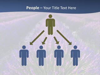 Blooming Lavender Scenic PowerPoint Template