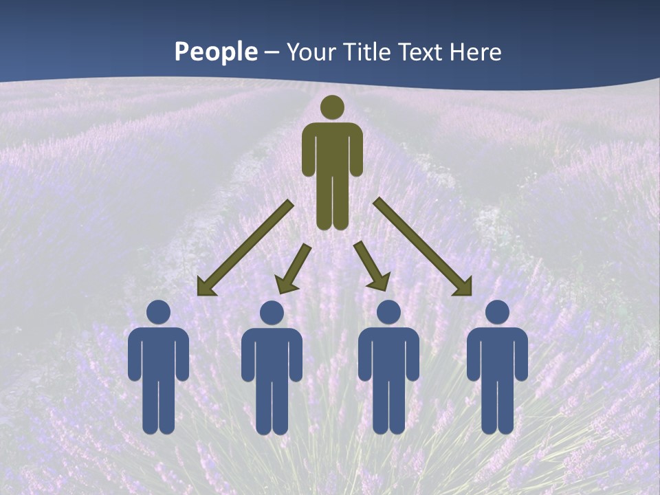 Blooming Lavender Scenic PowerPoint Template