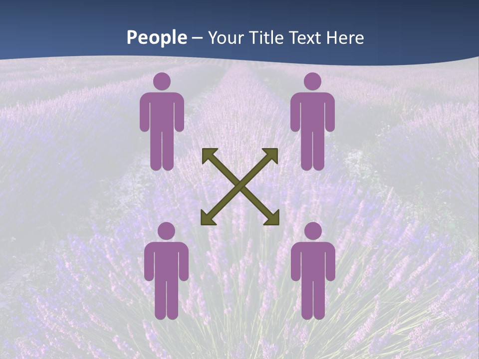 Blooming Lavender Scenic PowerPoint Template